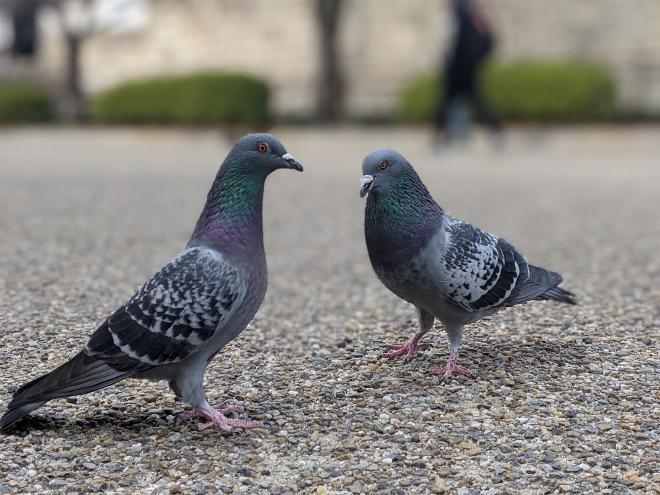 大阪城公園裡的鴿子
