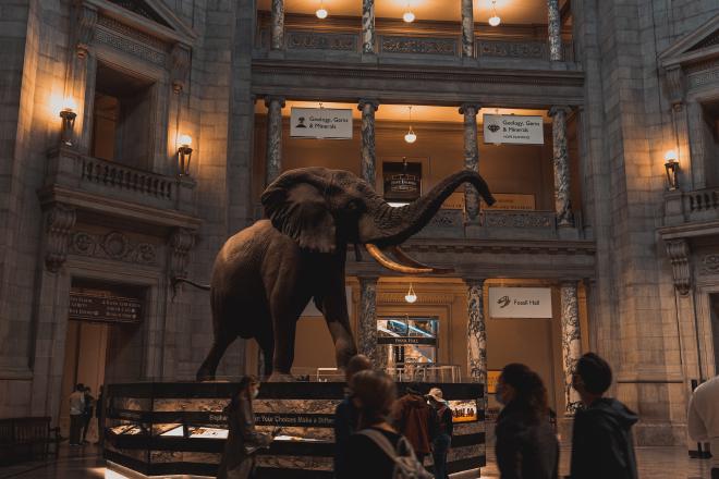 博物館中的大象標本